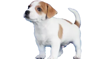 a small dog standing on top of a white surface