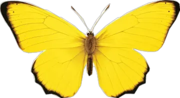 a yellow butterfly on a white background