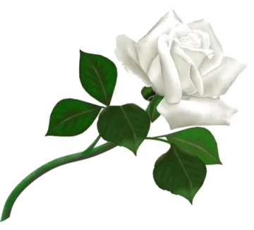 a white rose with green leaves on it