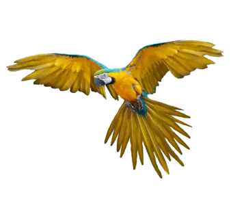 a yellow and blue parrot flying in the air