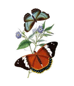 a painting of two butterflies on a flower