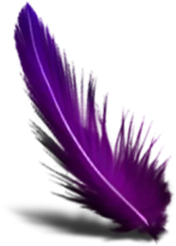 a purple feather on a white background
