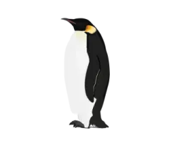 a black and white penguin standing on the ground