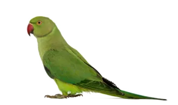 a green parrot sitting on top of a white surface