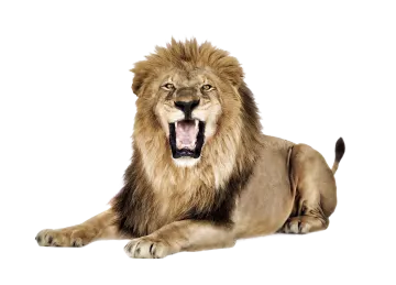 the lion is laying down