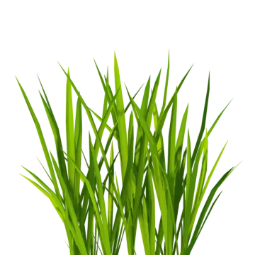 a plant with green grass growing in it