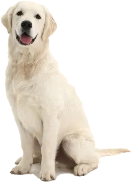 a white dog sitting down with its tongue out