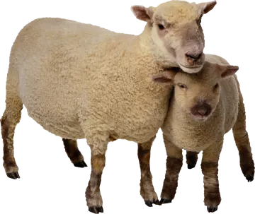 two sheep standing next to each other sheep