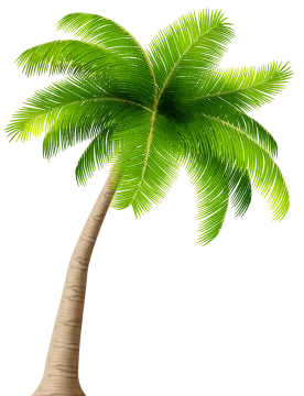 a palm tree on a white background