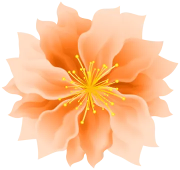 an orange flower on a white background