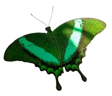 a green butterfly on a white background