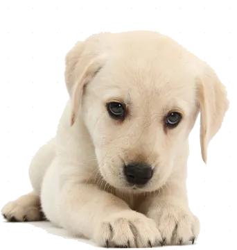 a puppy puppy looking at the camera