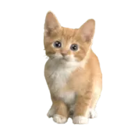 a small kitten sitting on top of a white surface