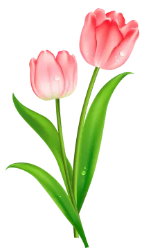 two pink tulips with green leaves