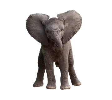 an elephant standing in front of a white background