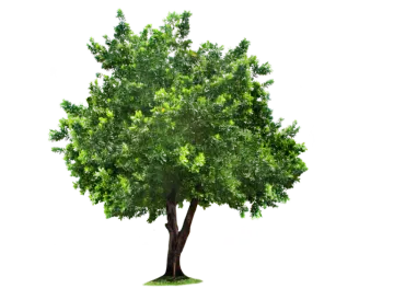 a green tree on a white background