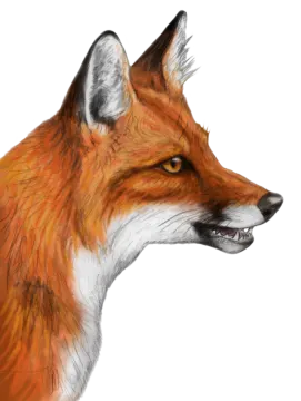 a drawing of a fox's head