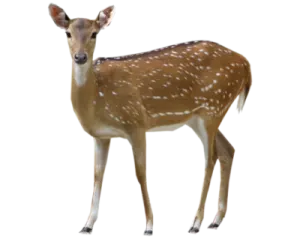 a small deer standing in front of a white background