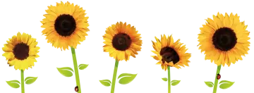 a row of sunflowers