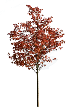 a tree with red leaves on it