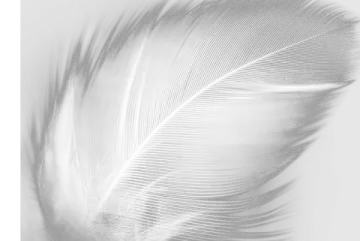 a white feather on a black and white background