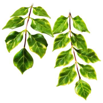 two green leaves on a white background
