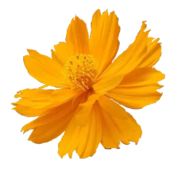 a yellow flower on a white background