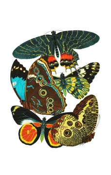 a group of butterflies on white background
