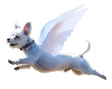 a small white dog flying through the air