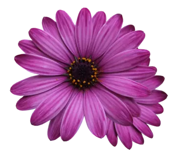 a purple flower on a white background