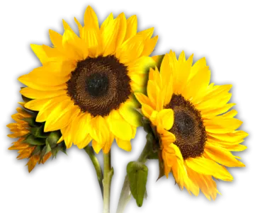 two yellow sunflowers on a white background