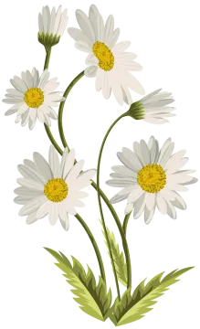 a bunch of white flowers on a white background