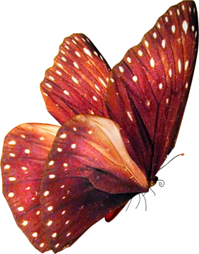 a red butterfly with white spots on its wings