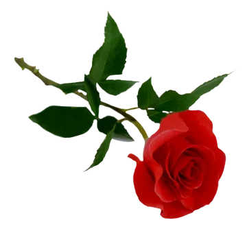 a single red rose on a white background