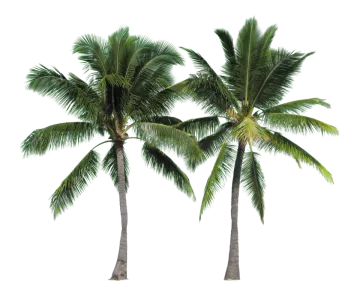 three palm trees on a white background