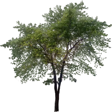 a tree on a white background