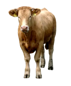 a brown cow standing in front of a white background