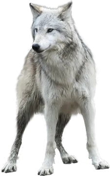 a wolf standing in front of a white background