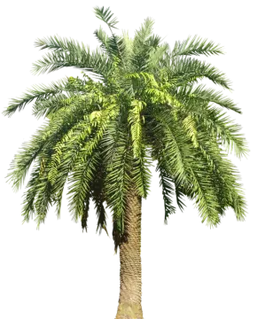 a palm tree on a white background
