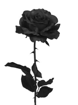 a black rose on a white background