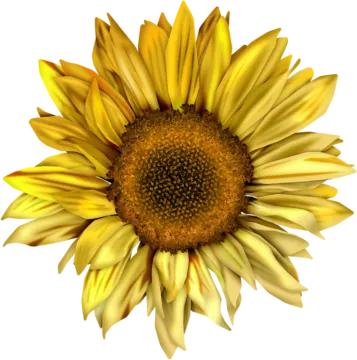 a close up of a yellow flower
