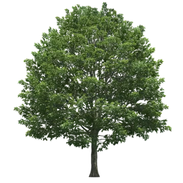 a tree on a white background