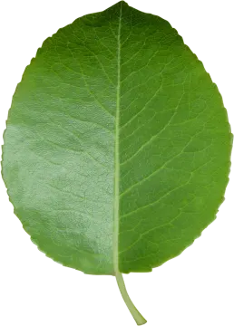 a green leaf on a white background