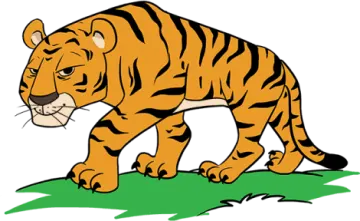 a tiger walking in the grass