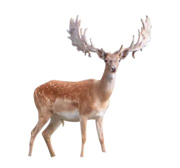 a deer standing in front of a white background