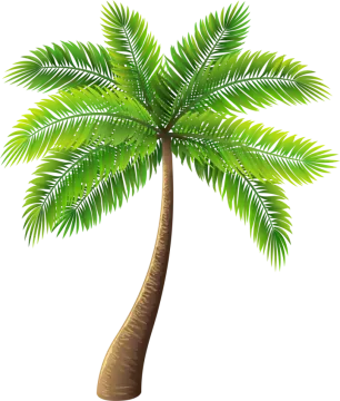 a palm tree on a white background