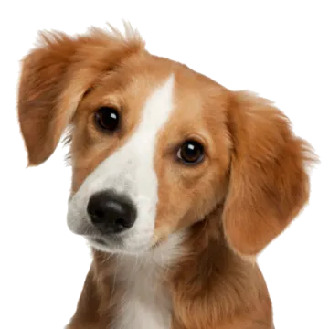 a brown and white dog looking at the camera