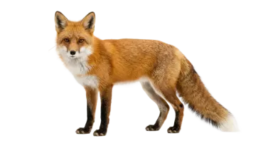 a red fox standing up against a white background