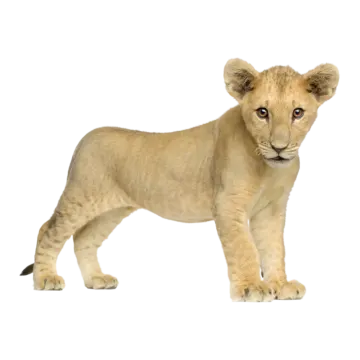 a small lion cub standing on a white background