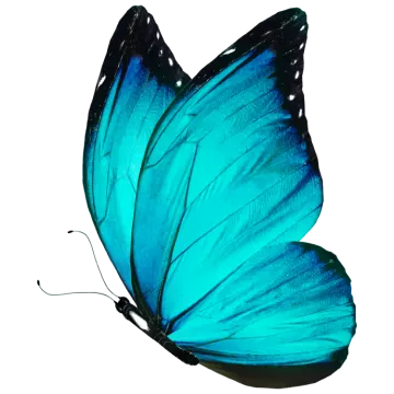 a blue butterfly on a white background